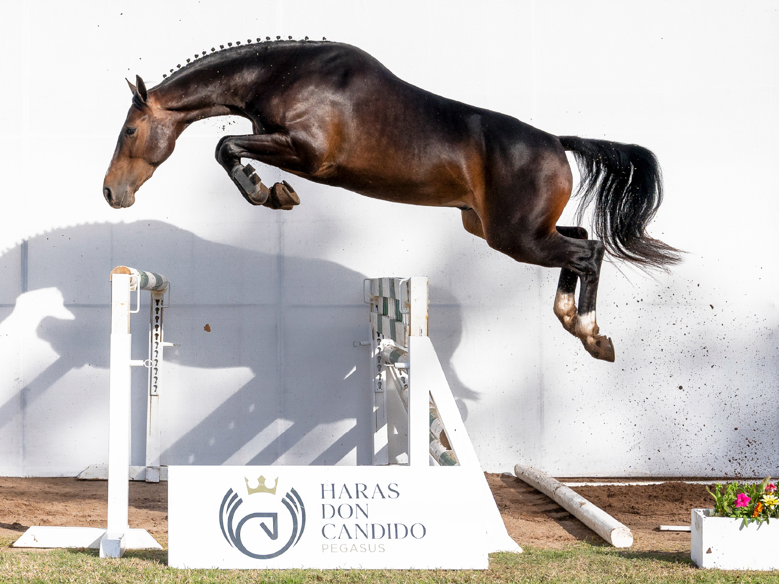 Pegasus Ballon D Or